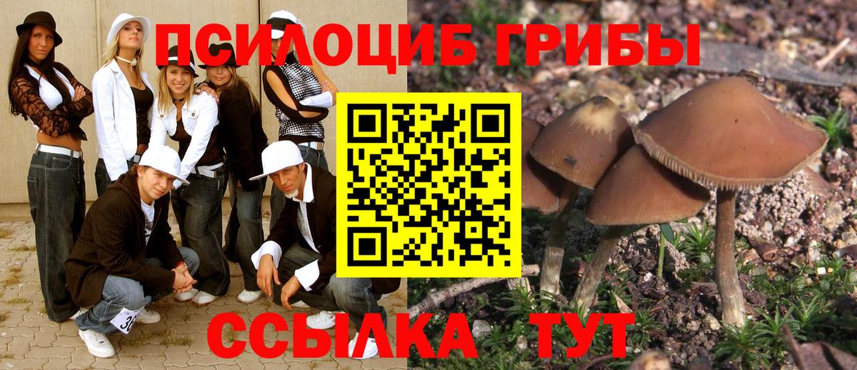 Новодвинск  Галлюциногенные грибы Psilocybe  Вход с VPN 